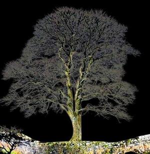 The famous Sycamore Gap tree