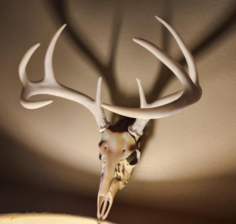 Deer Skull Vault Hidey-Hole