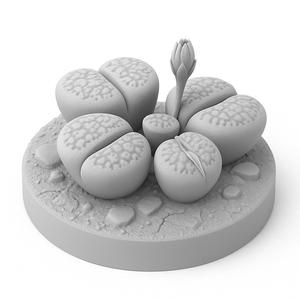 Lithops Colony with Bud