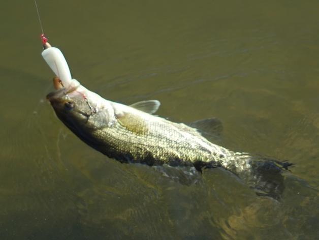 Flatfish-ish 3D-Printed Lure