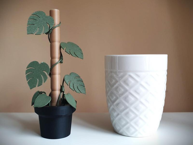 Mini Monstera Flower ! - Nice for a Gift. 