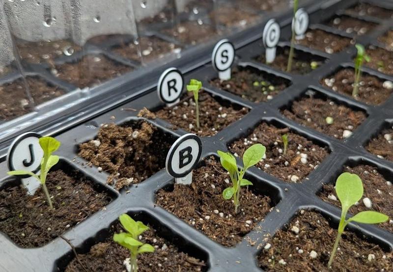Plant tag stakes - Miniature version