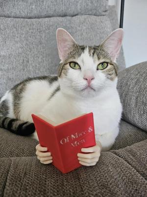 Reading Cat Hands - Of Mice and Men