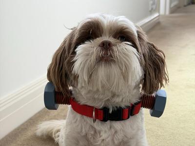 Halloween Costume for Dog 2025 Frankenstein Bolts