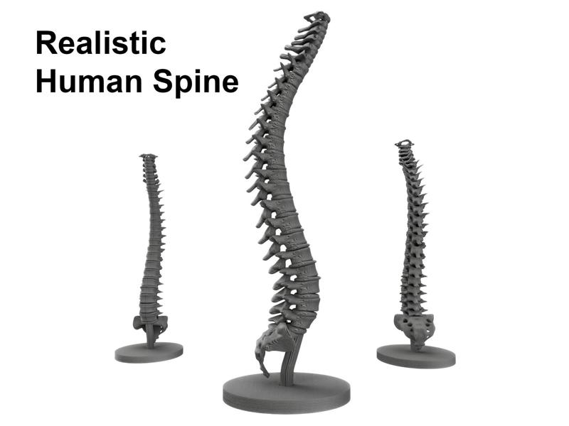 Realistic Human Spine Model