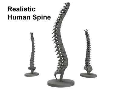 Realistic Human Spine Model