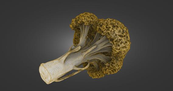 Broccoli Crown 2-Piece Set — Whole & Half Laser-Scanned 3D Models (500k & 1.5M OBJ/STL) - By ScanPantry