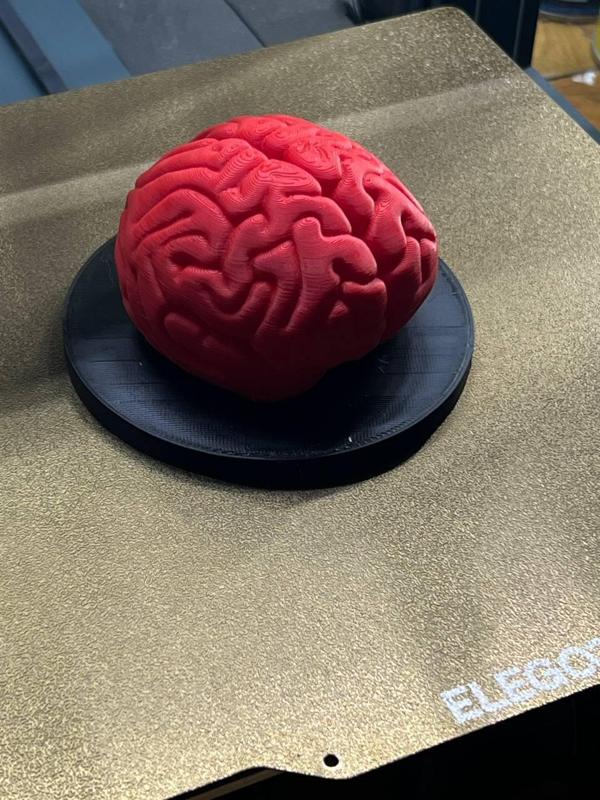 Anatomical Brain Model (Cerebrum) - 3D Print