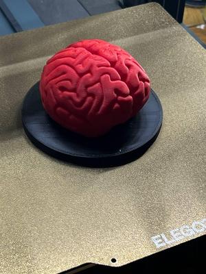 Anatomical Brain Model (Cerebrum) - 3D Print