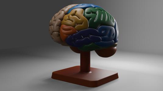 Human brain with colored hemispheres and lobes - 3D educational model