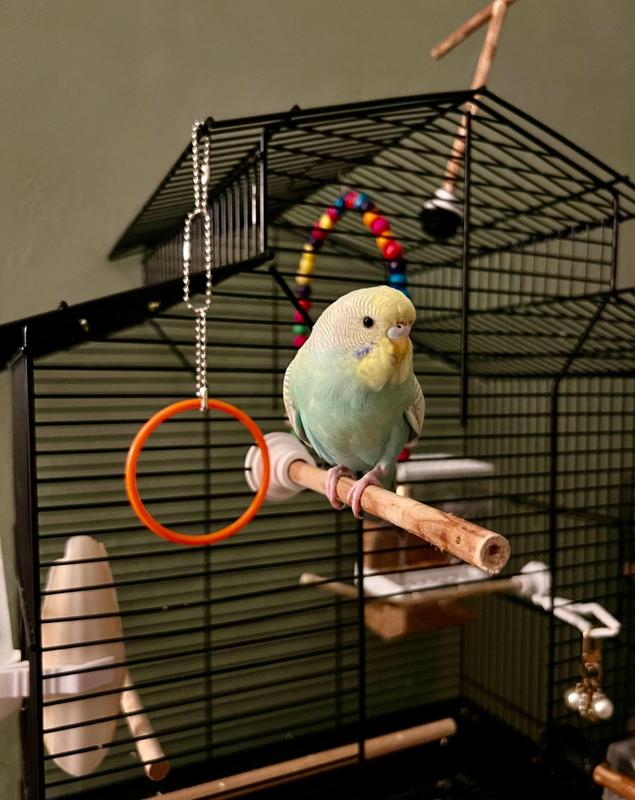 Bird cage stand