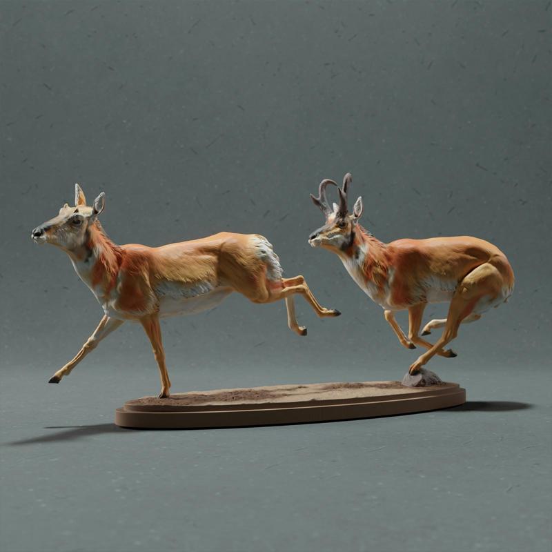Pronghorn Antelope - Chase
