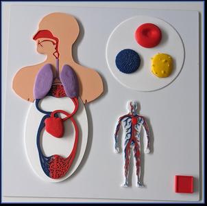 Körper Platte 3 - Druck- und Lehrdateien