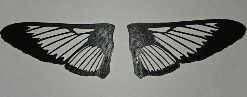 Realistic hummingbird clearwing moth wings (Hemaris thysbe)