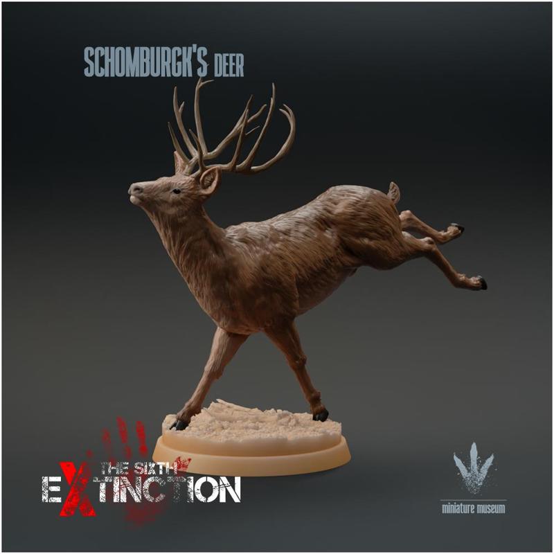 Schomburgk's Deer : Running