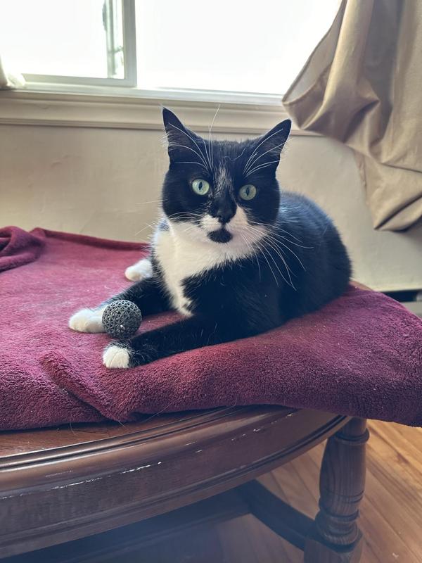 Airless Ball Cat Toy