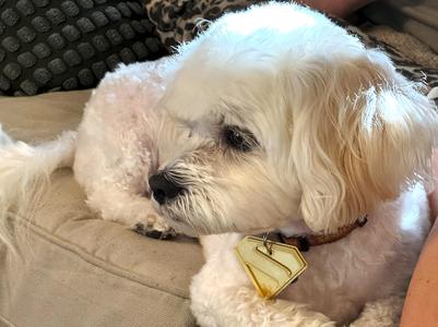Krypto Dog Tag from Superman