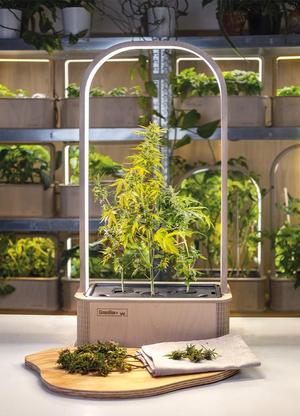 BerlinGreen GreenBox Plus Stick and plant  stabilizer