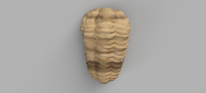 Trilobite