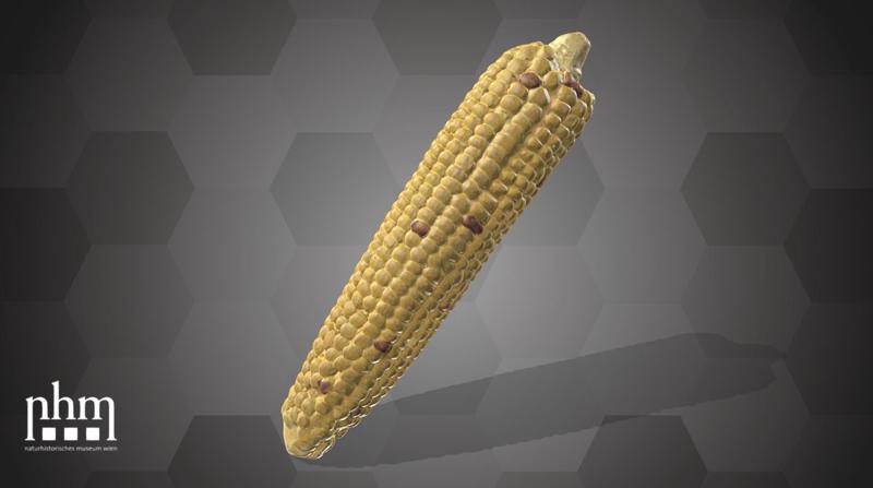 Corn (NHMW-AFW-DING-0046-001)