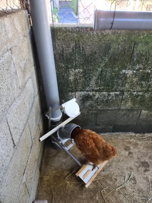 Chicker feeder (rat proof, auto closing)