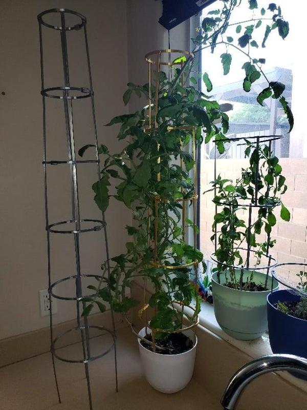 Tomato ring culture for growbags and brackets for canes and support cage, with auto-irrigation attachment