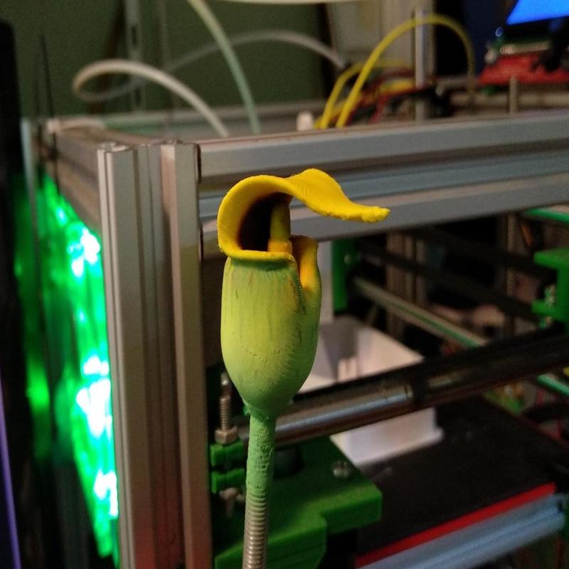 Arisaema flavum inflorescense