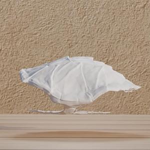 File : Animals Carapace Turtle in digital format