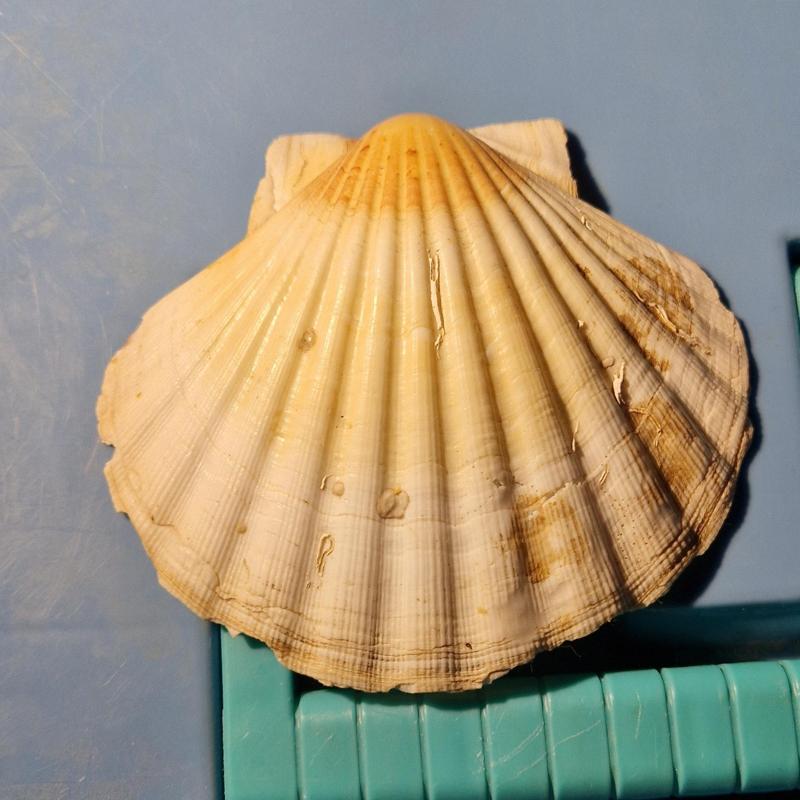 scallop shell (decorative object)