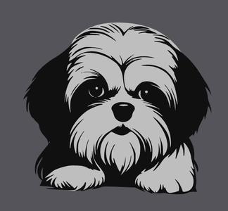 Shi Tzu 1