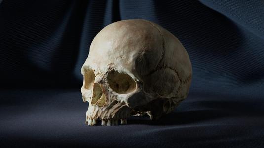 Human Skull