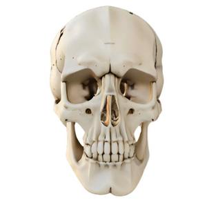 Human Skull