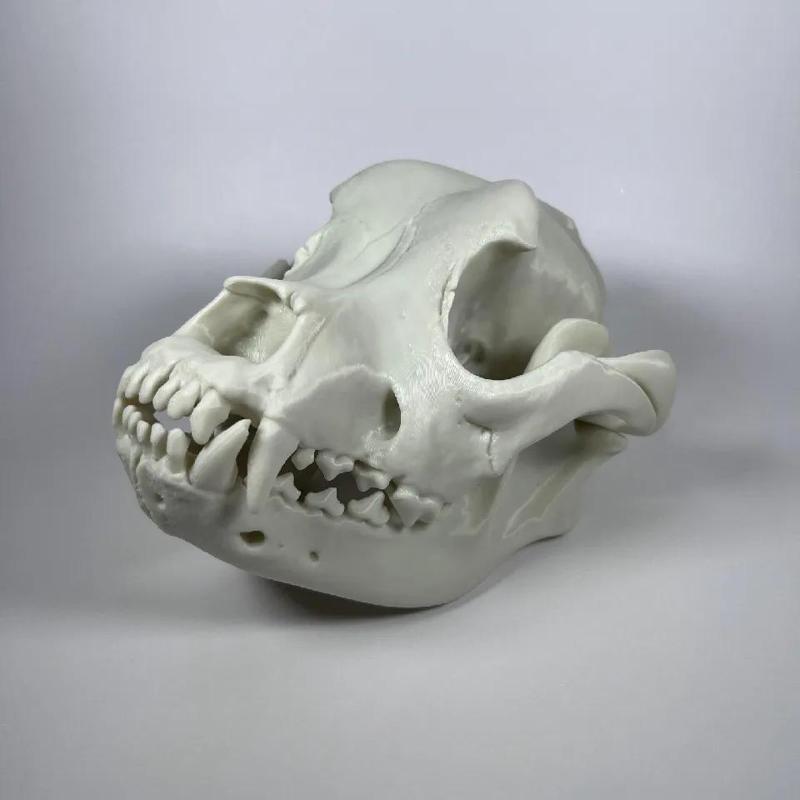 American Bulldog Cranium and Mandible   