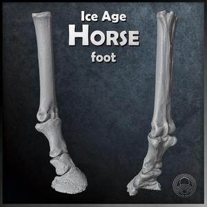 Ice Age Horse Front Foot