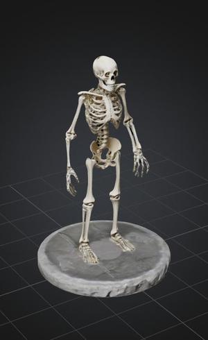 Skeleton