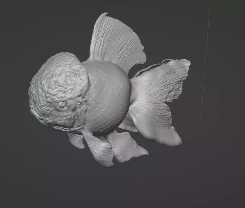 oranda fish stl