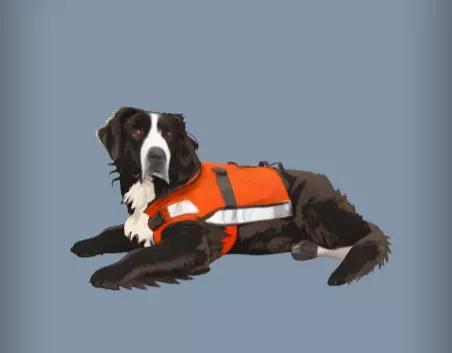 3d Model Dog wearing orange life jacket