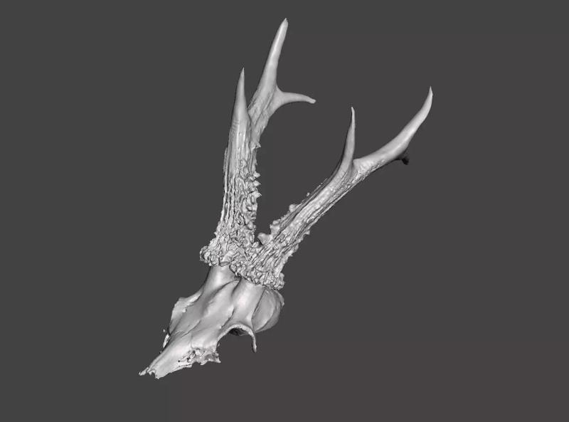Deer antlers - horns with skull no1