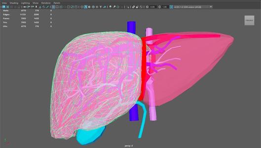 3D Model of Healthy Liver