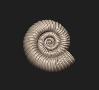 Ammonite