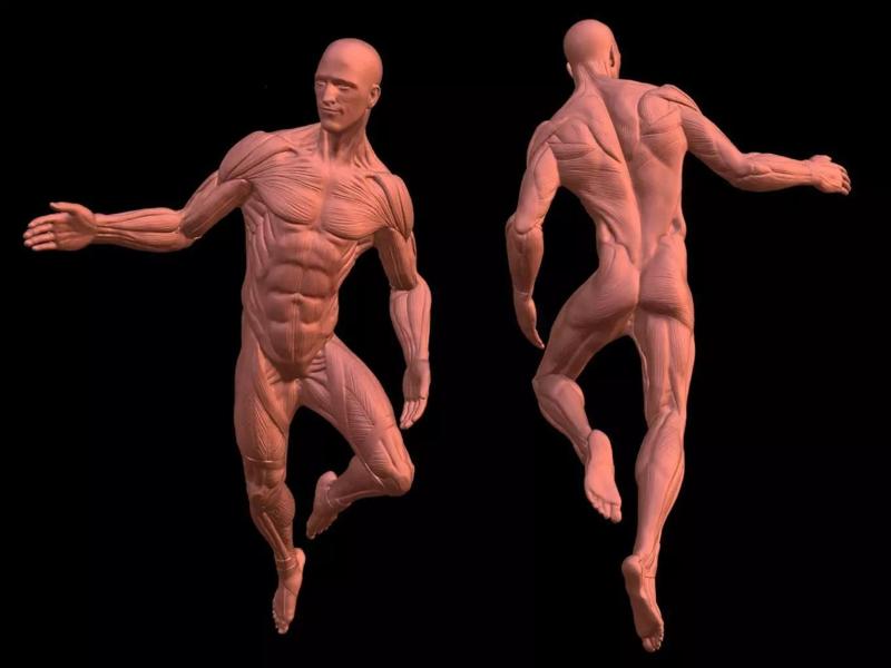 Male Ecorche anatomy fly pose