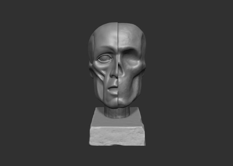 Anatomical Reference Ecorche Head Skull