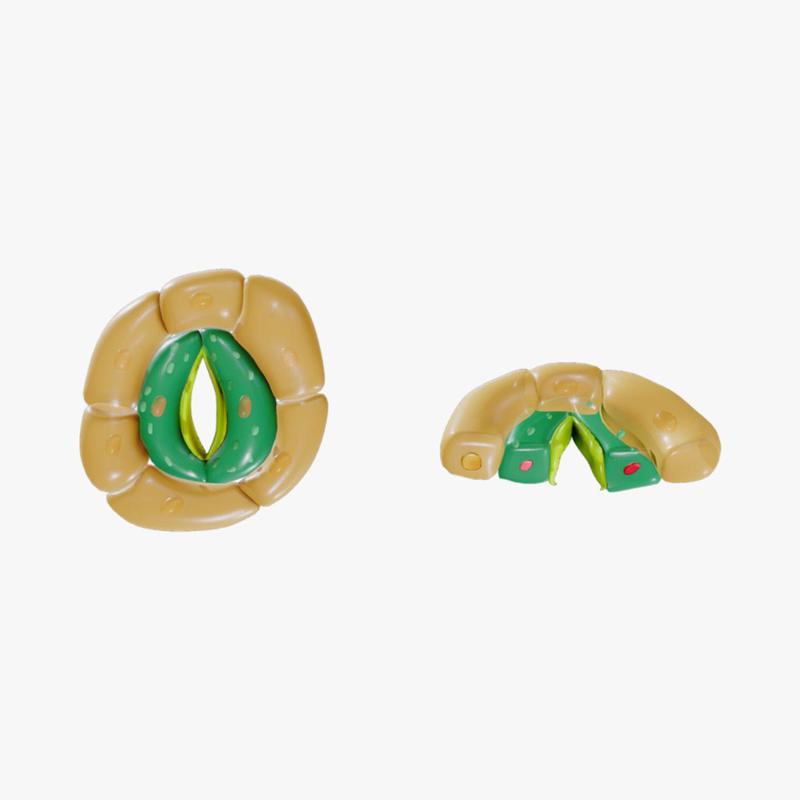 Plant Stomata Structure