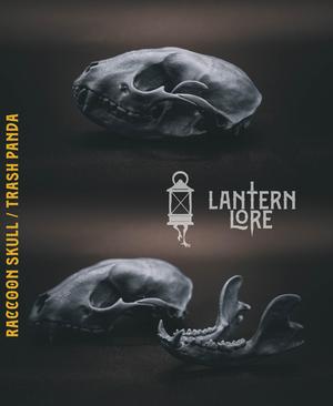 Raccoon Skull / Trash Panda (Pre Supported)