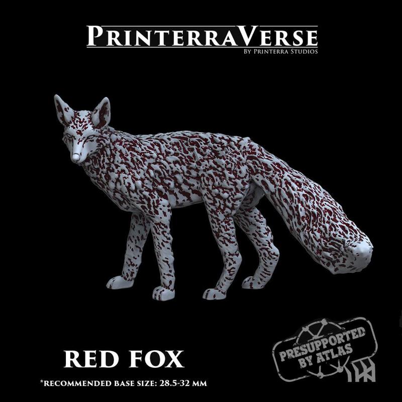 004 ANIMAL Red Fox