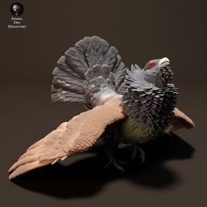 Capercaillie