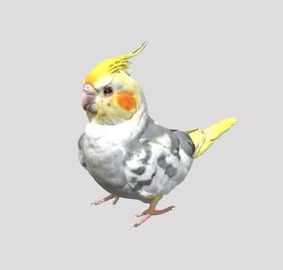 Cockatiel Bird