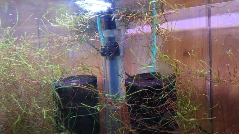 SpongeFilter Fish Tank Mount XY-2831   