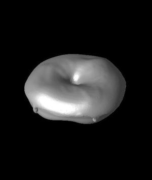 donut.stl