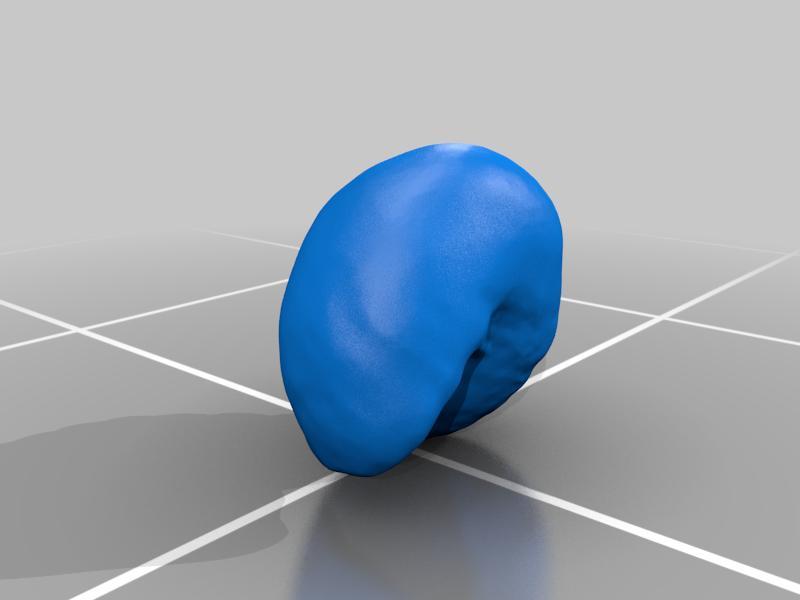 Lepidopisum verrucosum